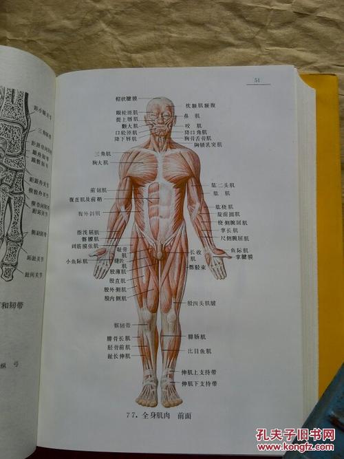 新编人体解剖图谱(全书共收录彩色及黑白图谱近900幅,书未附英汉对照