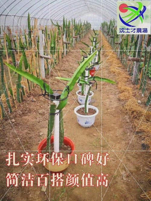 火龙果支架顶圈架火龙果架子支架固定家用火龙果盆栽架种植架