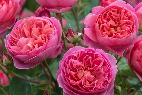 博斯科贝尔(boscobel)-丰花月季品种-藤本月季网