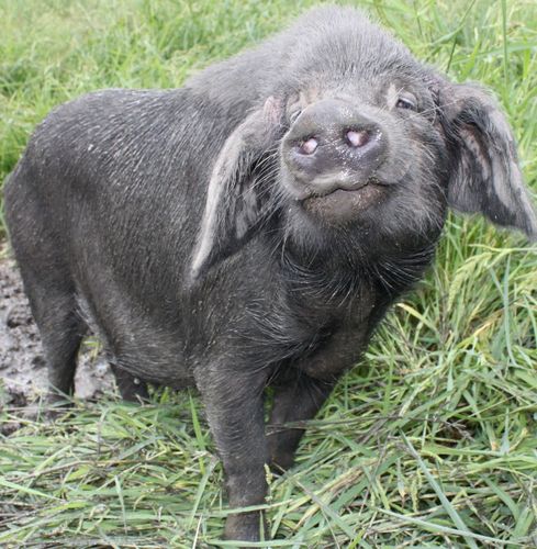 供应绿色无污染野生黑猪香猪