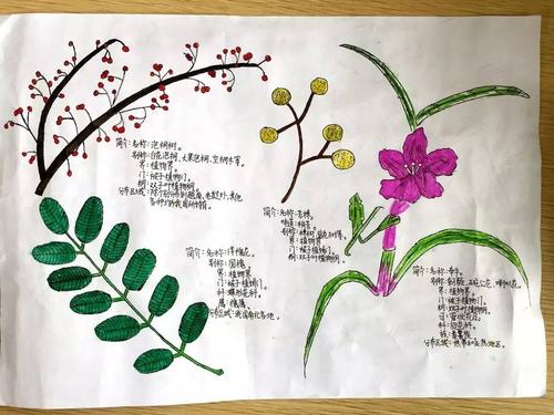 绿眼睛自然笔记│花花世界,澧浦小学的孩子有一双发现