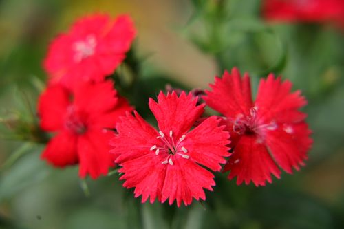 首发须苞石竹花