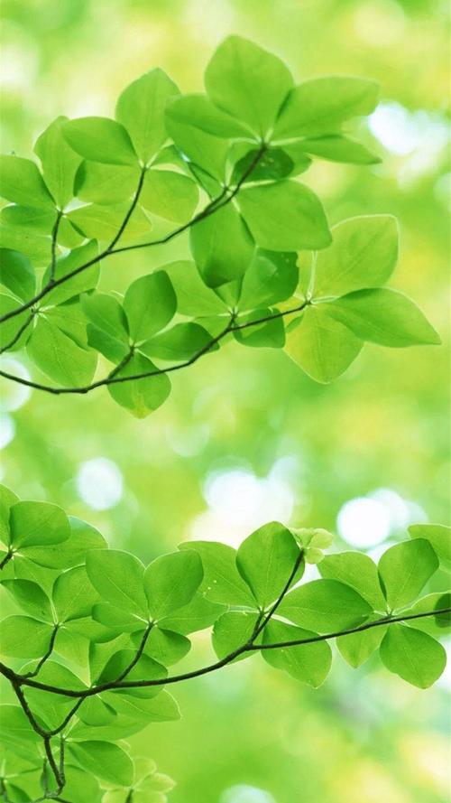 护眼植物绿叶高清手机壁纸