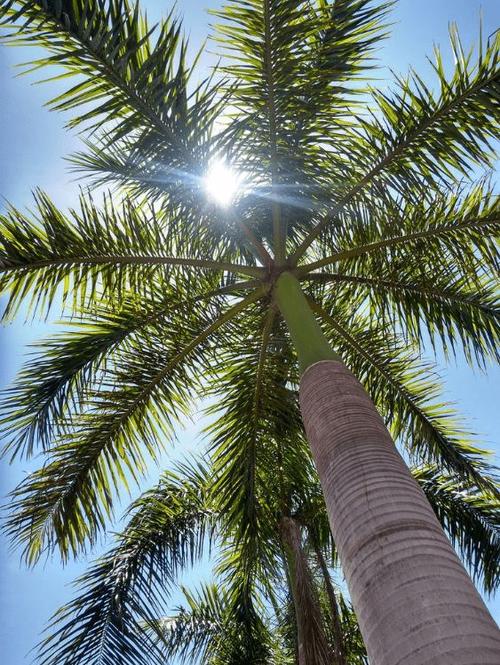 荒野维生野菜系列——菜王棕