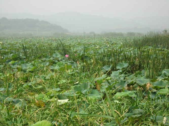 松阳湖赏荷花