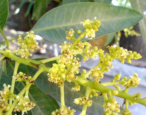 相遇芒果花