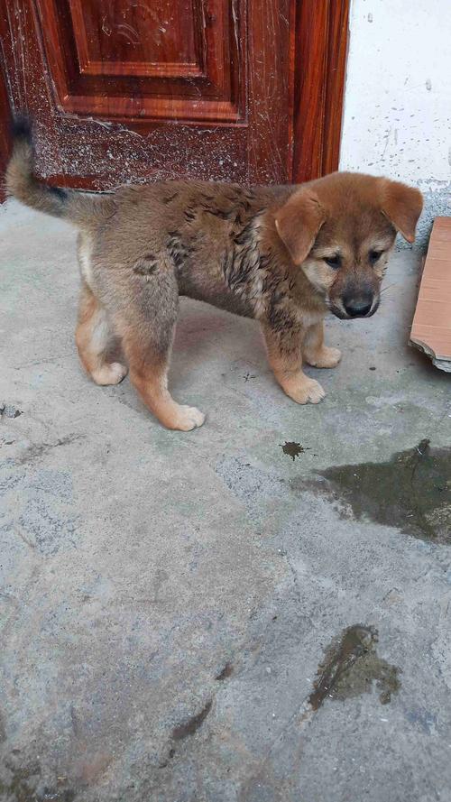 这只土狗仔怎么样 给来看家抓老鼠