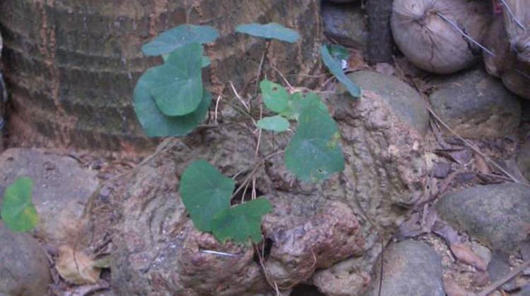 地不容的功效与作用