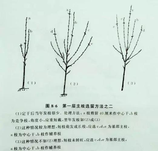 技术篇梨树修剪技巧和方法