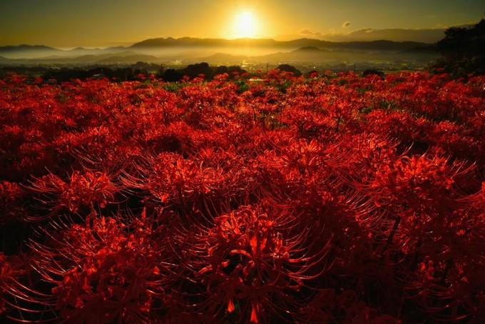 红叶季还没到,但是我有9月限定的彼岸花海