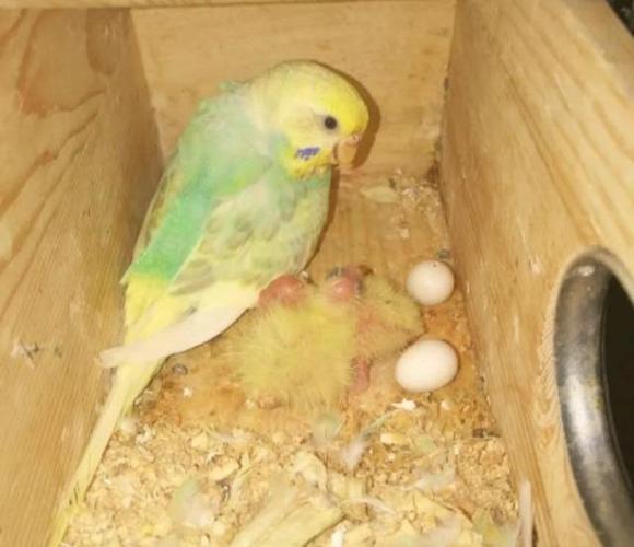 鹦鹉界的狸猫换太子,虎皮鹦鹉孵化玄凤受精蛋,居然孵化成功了
