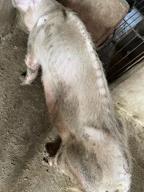 妊娠母猪怀孕89天了一直瘦持续了100天了一直瘦找不到原因