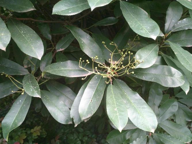 这就是常见的绿化树种石楠,学名椤木石楠