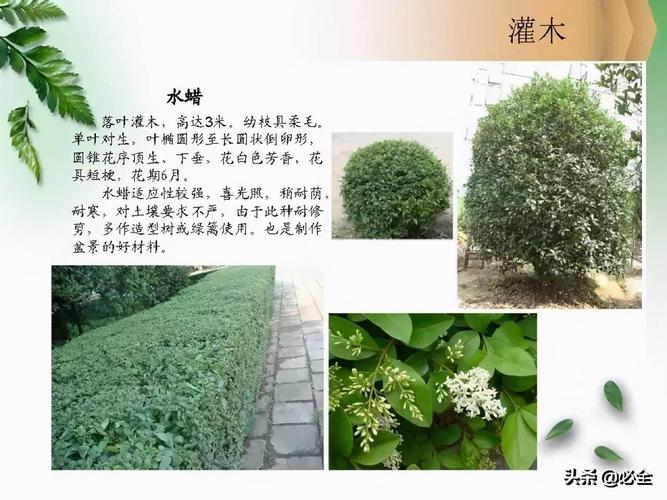 北方常见园林观赏植物——小乔木及灌木