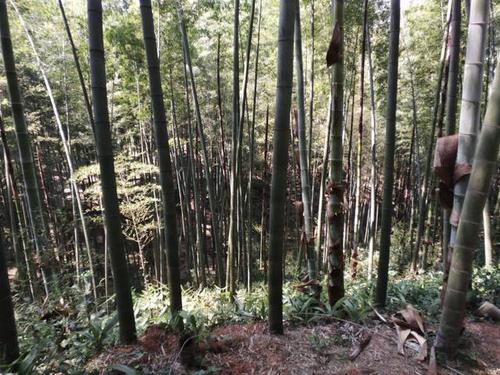 如何区分竹子的"公母"