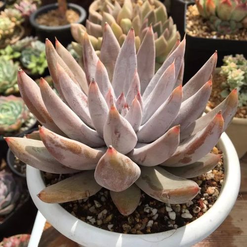 多肉植物杜里万莲