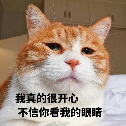 我真的很开心,不信你看我的眼睛