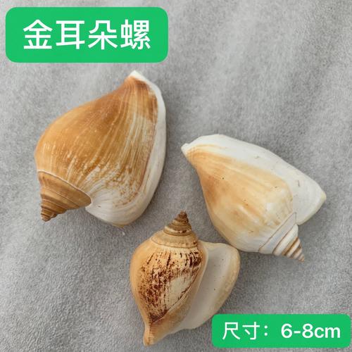 耳朵螺白口螺