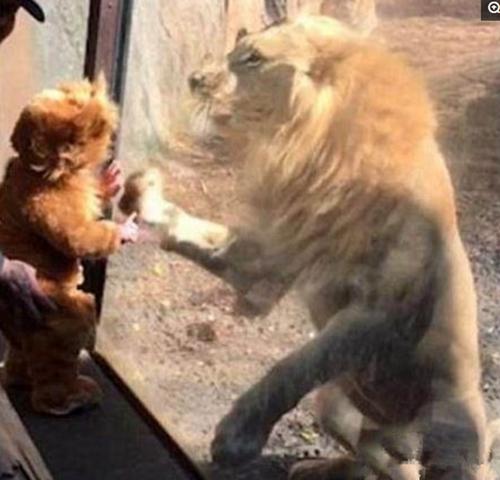 妈妈给宝宝穿猴子服装,还带宝宝去动物园看狮子,结局亮了!