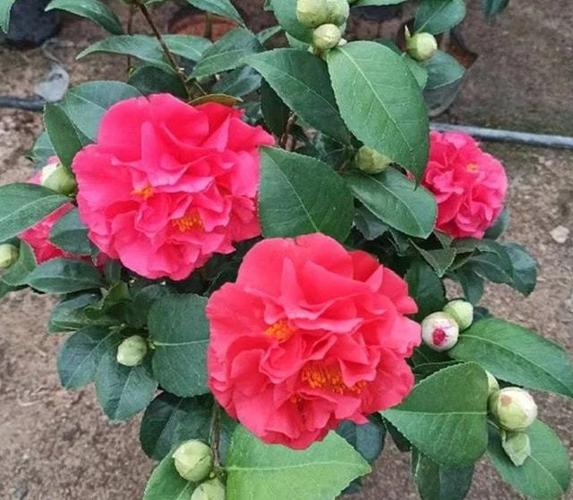 一款适合盆栽的茶花香味堪比香水拥有九心十八瓣北方也能养