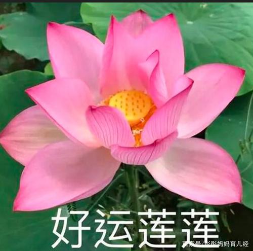 网友晒父母的微信头像:爸爸闲云野鹤风景好,妈妈人比