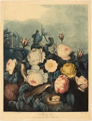 " ——王尔德《夜莺与玫瑰》