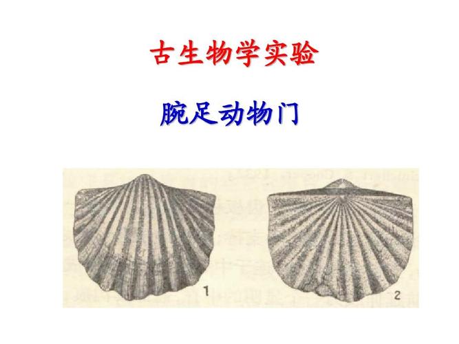 古生物学实验 腕足动物门