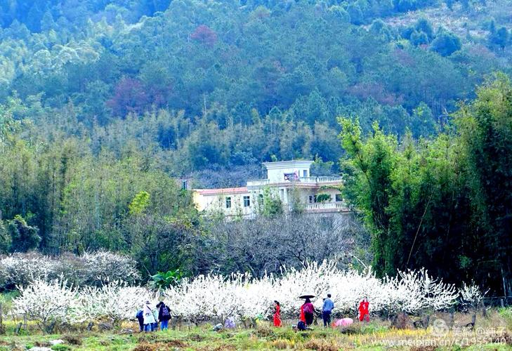 赏李花～相聚从化桂峰村