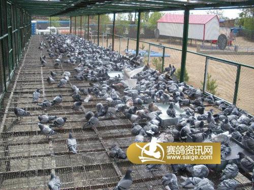 北方公棚近日生活照(七)