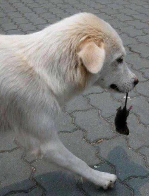 狗拿耗子是否表明狗精分了,有了猫的猫格?