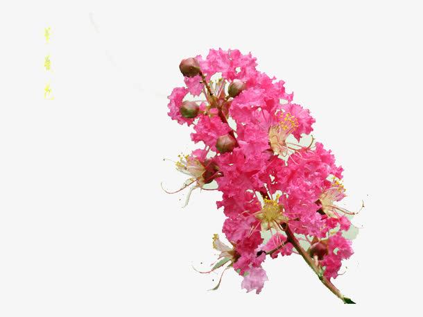 不带叶紫薇花免抠素材免费下载_觅元素51yuansu.com
