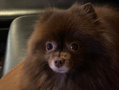 jennie的狗狗们 kuma kai