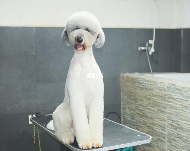 宠物美容|巨贵美容剪毛前后对比图_宠物_多肉植物_宠物_狗
