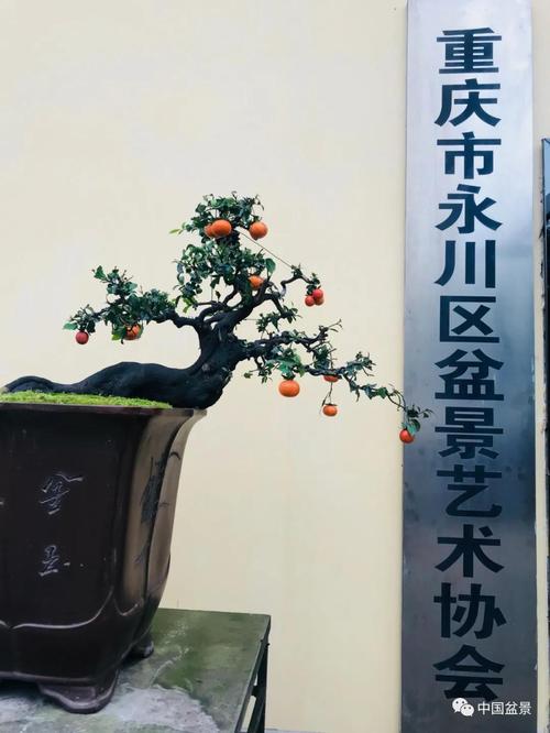 原创金弹子,成为盆景界的新宠