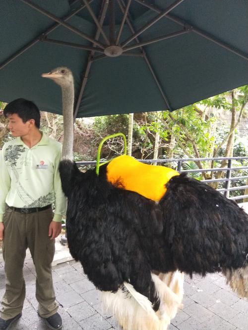 鸵鸟也成了坐骑,还配有鞍子与扶手.实在是高!
