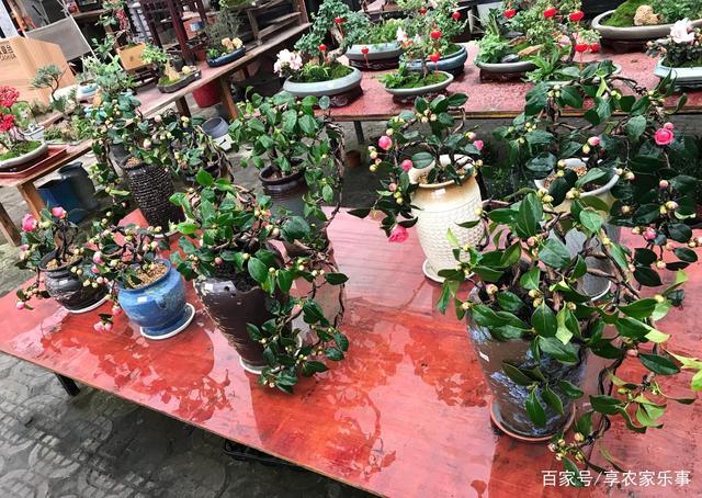 茶花盆景花色艳丽,要在品种选择上下功夫,适合写意派造型
