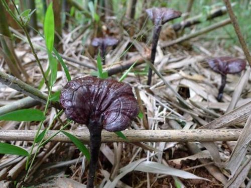 灵芝野生 灵芝 云南黑灵芝野生竹灵芝孢子粉正宗野生灵芝250克