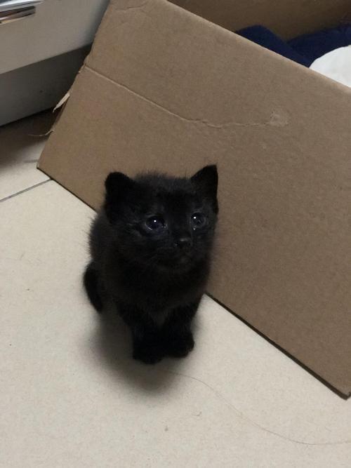 深圳无偿送养纯色小黑猫一只