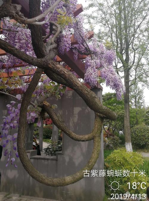 又见古藤,再拍新花