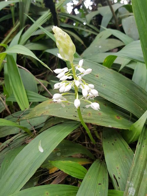 狭叶虾脊兰calanthe angustifolia (blume) lindl.