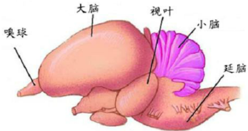 麻雀的身体有哪些解剖结构