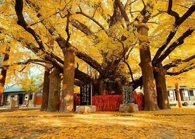 目的地>山东>日照>莒县>莒县景点>