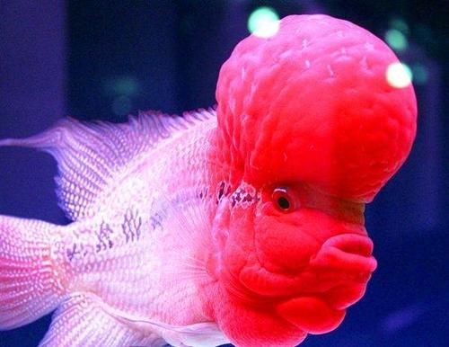 批发极品艳红爆头红运罗汉鱼