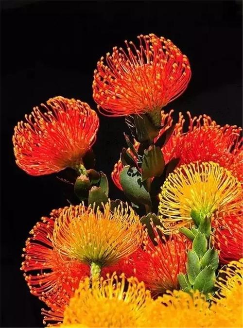 自然界植物奇观!