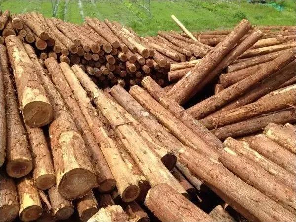 柳杉木——缓解木材供需矛盾新福音!