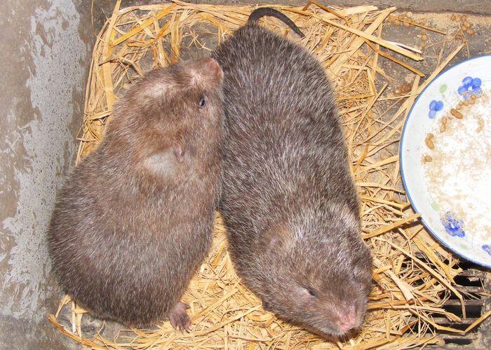 湖南竹鼠|"湖南竹鼠价格"湖南竹鼠批发-|"湖南竹鼠种苗出售
