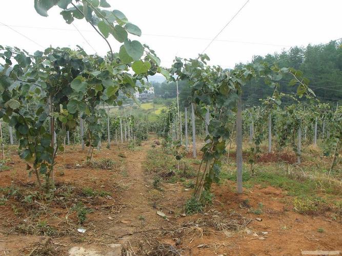 凤凰红心猕猴桃种植示范基地
