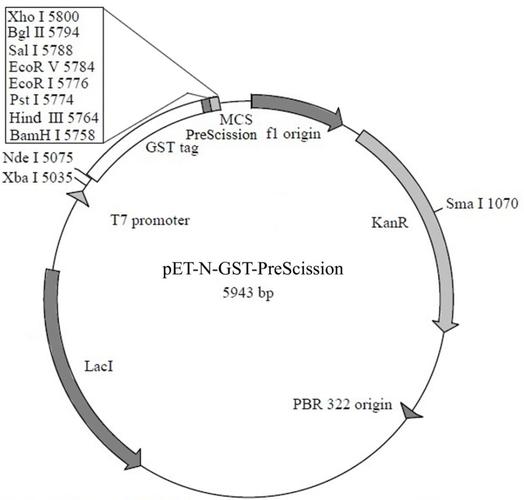 pet-n-gst-prescission质粒(5943bp)的图谱