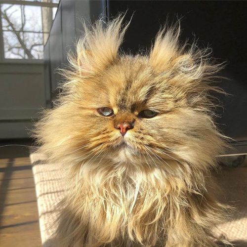 猫咪睡醒后浑身炸毛加厌世脸,梳洗打扮后还判若两猫!