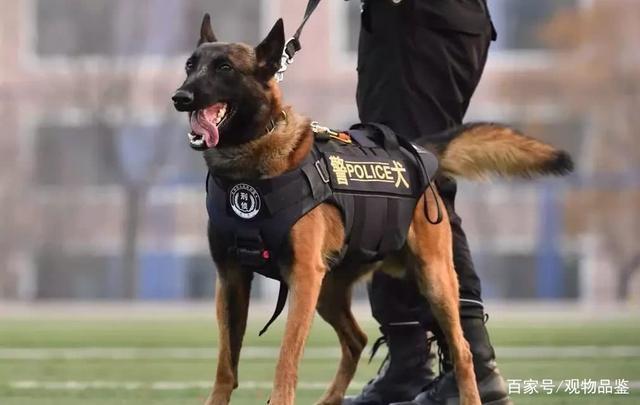 警犬一般是什么品种都可以执行哪些警务任务